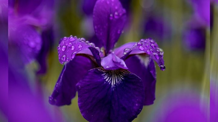 Iris Blume/Schwertlilie: Eine Blume In Regenbogenfarben!