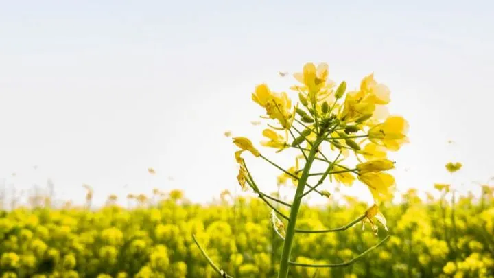 Senf Pflanzen Einfach Und Unkompliziert: Alles Was Sie Wissen Sollten!