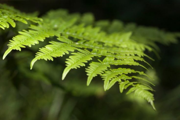 Alles Über Die Farn Zimmerpflanze Die Schönsten Sorten Im Überblick