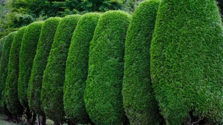 Sträucher Als Sichtschutz Für Garten: Hecken Gegen Neugierige Blicke!