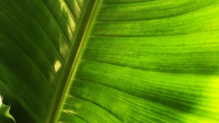 Baumstrelitzie (Strelitzia Nicolai): Alles Über Die Exotische Pflanze