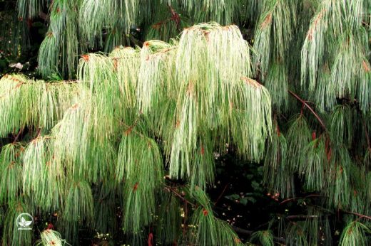 15  Kiefernarten Für Ihren Garten: Beeindruckend Und Pflegeleicht ...