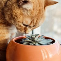 Ungiftige-Pflanzen-Fur-Katzen