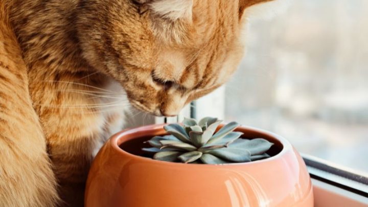 Ungiftige Pflanzen Für Katzen: Welche Pflanzen Sind Gut Für Katzen?
