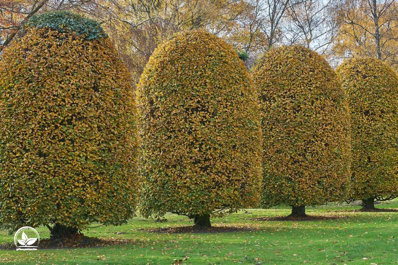 Verwendung-Ideen-fur-die-Saulenbaume-Vier-Hainbuchen-im-Herbst-Carpinus-Betulus