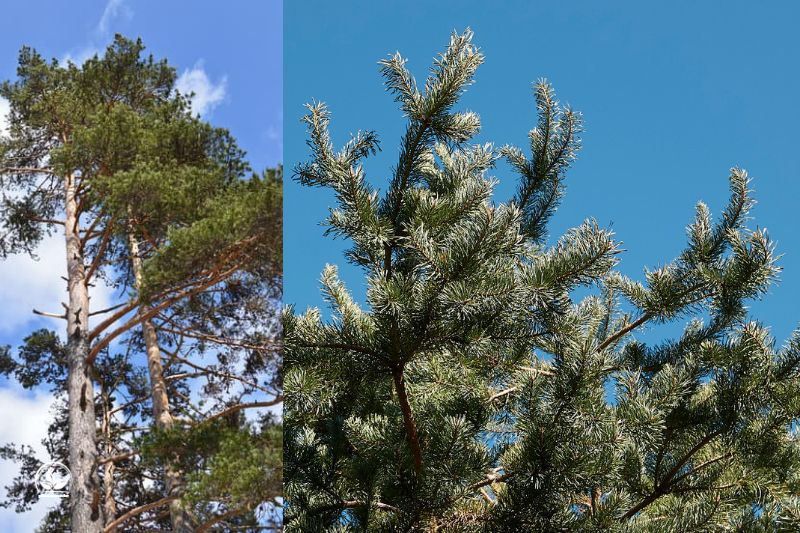 Wald-Kiefer-Pinus-Sylvestris
