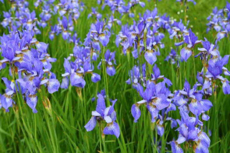 Iris Blume/Schwertlilie Eine Blume In Regenbogenfarben!