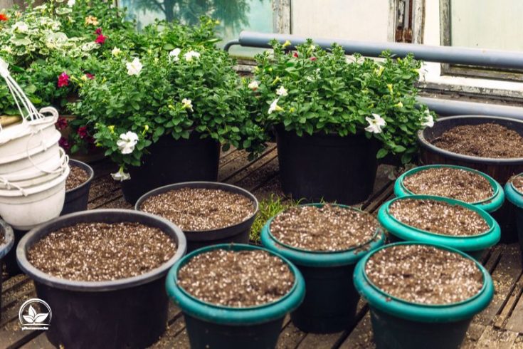 Schimmel Auf Blumenerde Vorbeugen Und Entfernen Mit Unseren Tipps!
