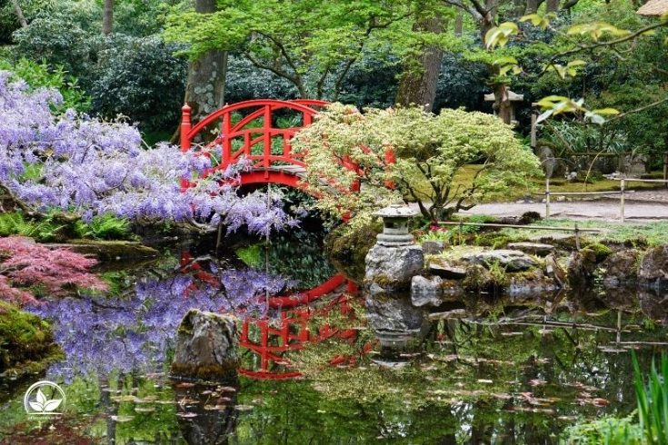Japanische Pflanzen Mit Diesen Wird Ihr Japanischer Garten Ein Traum