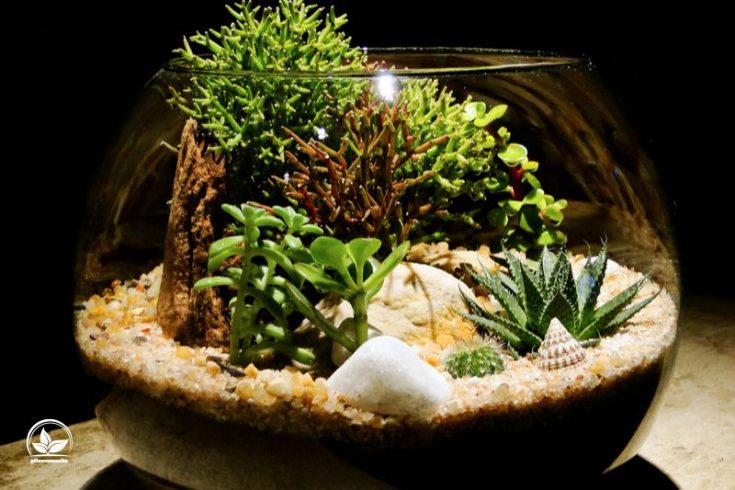 Pflanzen Für Terrarium: Die Schönsten Grünen Bewohner Fürs Terrarium!