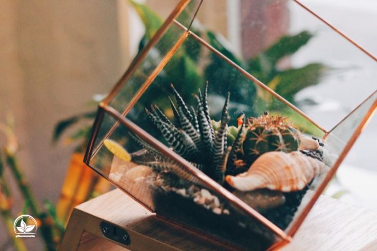 Pflanzen Für Terrarium: Die Schönsten Grünen Bewohner Fürs Terrarium!