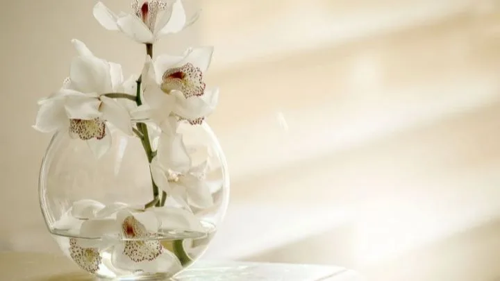 Orchidee Bedeutung: Welche Botschaft Vermittelt Die Orchidee?