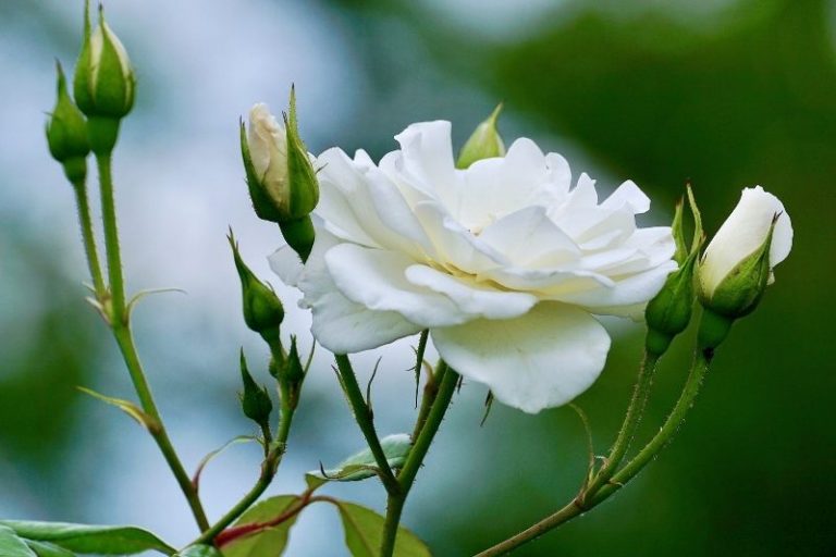 Weiße Rosen Bedeutung & Sprache Der Blume - Pflanzensache