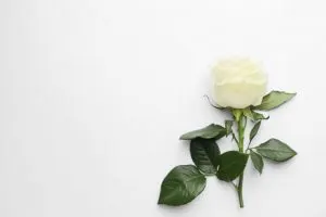 Weiße Rosen_ Bedeutung & Sprache Der Blume