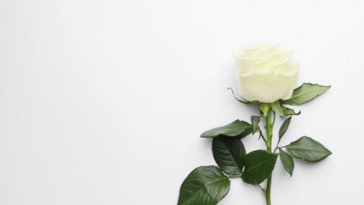 Weiße Rosen Bedeutung & Sprache Der Blume