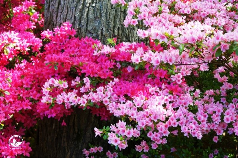 Welche-Pflanzen-fur-japanische-Garten_-Die-schonste-Japanische-Pflanzen