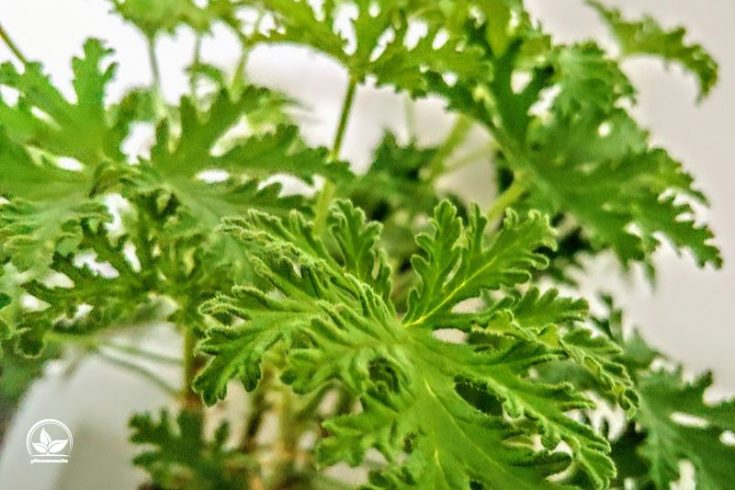 11 Pflanzen Gegen Mücken Die Richtige PflanzenAbwehr Gegen Blutsauger!