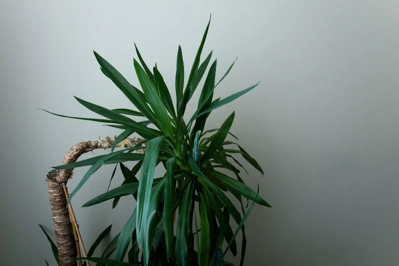 Welche-Zimmerpflanzen-bei-wenig-Licht_-Yucca-Palme