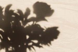 Zimmerpflanze-Schattig_-Wunderschone-Schattenpflanzen-Fur-Dunkle-Raume