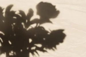 Zimmerpflanze-Schattig_-Wunderschone-Schattenpflanzen-Fur-Dunkle-Raume