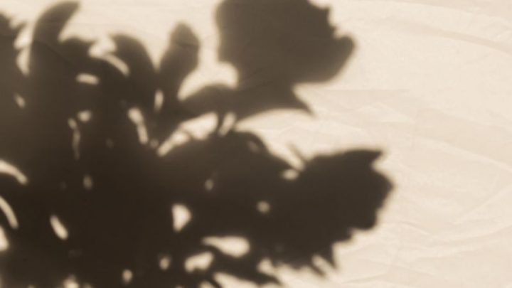 Zimmerpflanze Schattig: Wunderschöne Schattenpflanzen Für Dunkle Räume