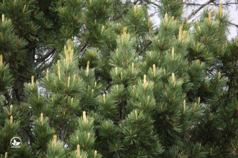 Zirbelkiefer-Pinus-Cembra baumarten