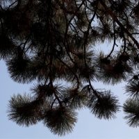 kiefer-pinus-arten-himmel-silhouette