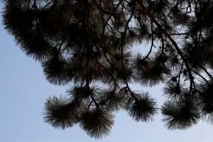 kiefer-pinus-arten-himmel-silhouette