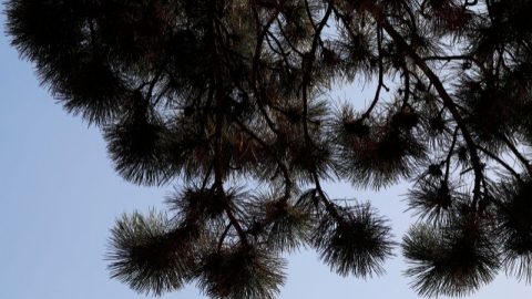 kiefer-pinus-arten-himmel-silhouette