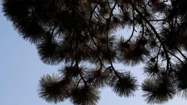 15+ Kiefernarten Für Ihren Garten: Beeindruckend Und Pflegeleicht!