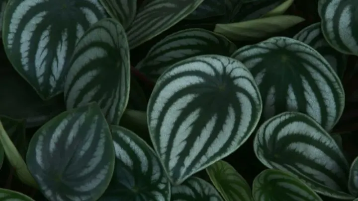 Der Süße Zwergpfeffer (Peperomia): Deko Und Luftfilter In Einem!