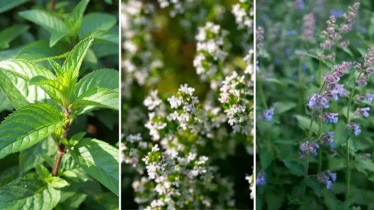 11 Pflanzen Gegen Mücken: Die Richtige Pflanzen-Abwehr Gegen Blutsauger!