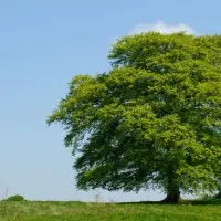 Ahornbaum-an-einem-sonnigen-tag