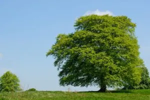 Ahornbaum-an-einem-sonnigen-tag
