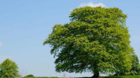 Ahornbaum-an-einem-sonnigen-tag