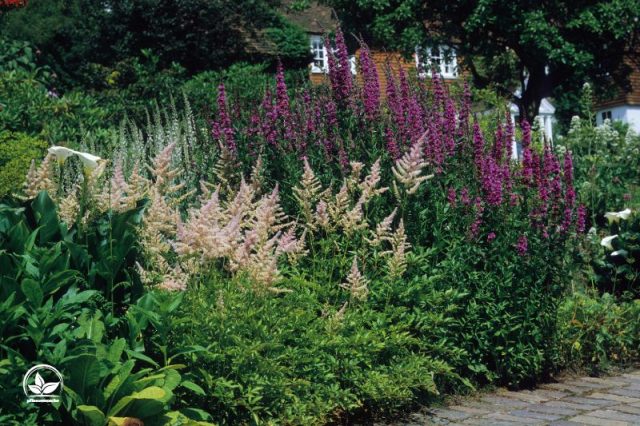 Ganzjährig Blühende Winterharte Pflanzen Für Garten & Co! Pflanzensache