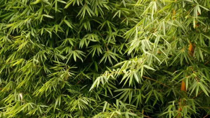 Bambus Balkon Und Terrasse: Ein Immergrüner Sichtschutz