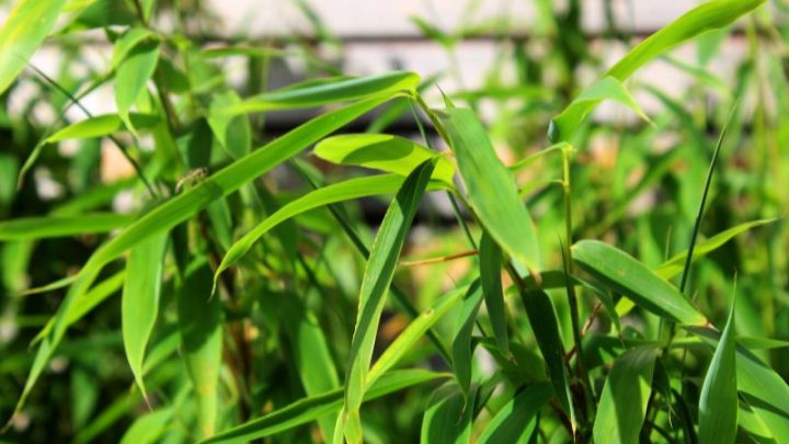 Bambus Gelbe Blätter Ursachen: Was Ist In Der Pflege Falsch Gegangen?