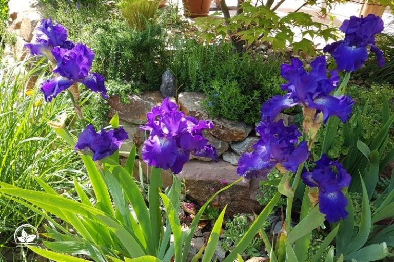 Unsere TOP 7 Schwarze Blumen Mystische Schönheiten Für Den Garten!