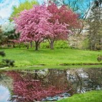 Baum-Mit-Rosa-Bluten_-Garten-In-Einem-Pinken-Blutenmeer-Gestalten