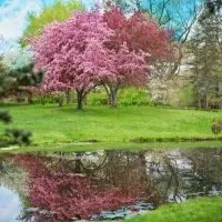 Baum-Mit-Rosa-Bluten_-Garten-In-Einem-Pinken-Blutenmeer-Gestalten