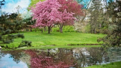 Baum-Mit-Rosa-Bluten_-Garten-In-Einem-Pinken-Blutenmeer-Gestalten