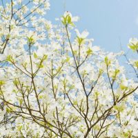 Baum-Mit-Weissen-Bluten