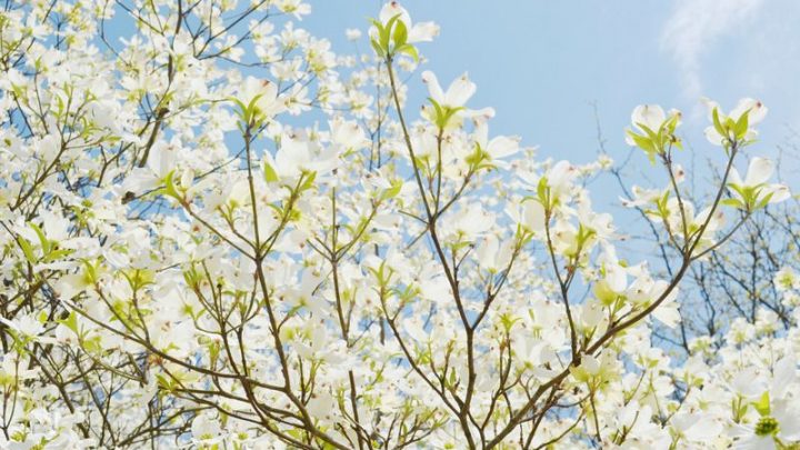 Baum Mit Weissen Blüten: Große Blütenpracht Für Den Heimischen Garten!