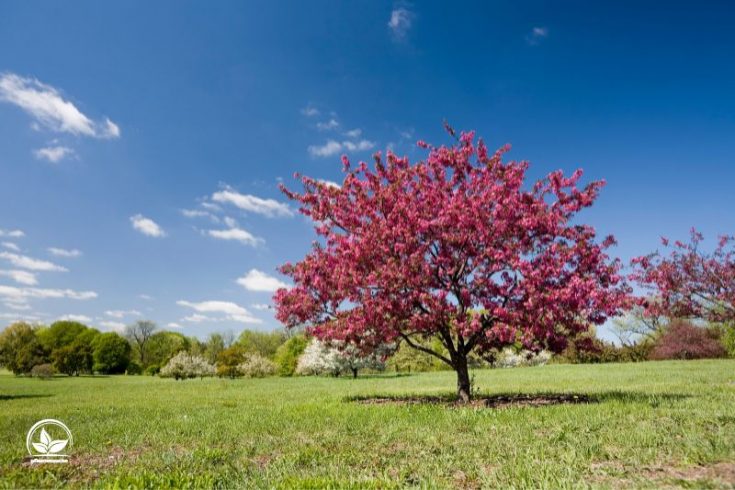 Baum Mit Rosa Blüten Garten In Einem Pinken Blütenmeer Gestalten