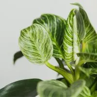Baumfreund-Philodendron_-Merkmale-Pflanzung-Pflege-und-Arten