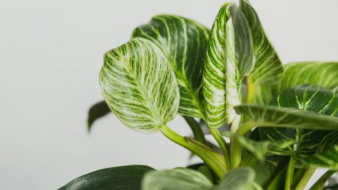 Baumfreund (Philodendron) Merkmale, Pflanzung, Pflege und Arten!