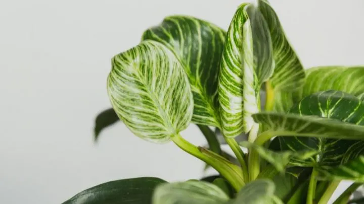 Baumfreund (Philodendron): Merkmale, Pflanzung, Pflege und Arten!