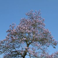 Blauglockenbaum-Erfahrungen_-Antworten-Auf-Die-Meist-Gestellten-Fragen