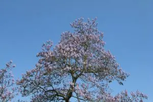 Blauglockenbaum-Erfahrungen_-Antworten-Auf-Die-Meist-Gestellten-Fragen